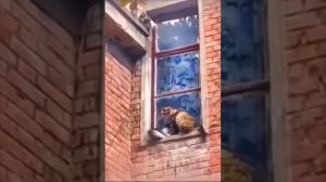домашние кошки