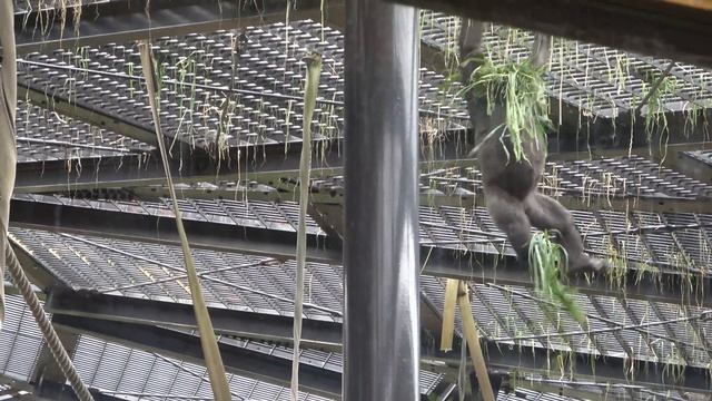 Gorilla◆Not moving. Kintaro invites Papa to play.But Sleepy Momotaro.【Momotaro family смотреть онлайн