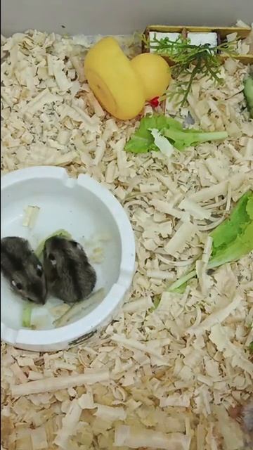Lovely Hamster Family Home смотреть онлайн