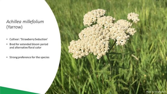Natives Vs. Cultivars: Four Seasons Gardening Webinar