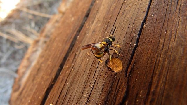 00007 Leucospis dorsigera (avispa Hymenoptera) parasitando nido de abeja смотреть онлайн