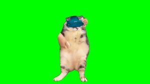 Green Screen Dancing Cat Meme