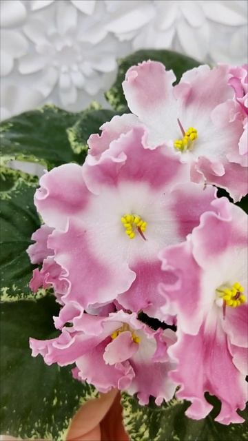 Фиалка НД-Морковка