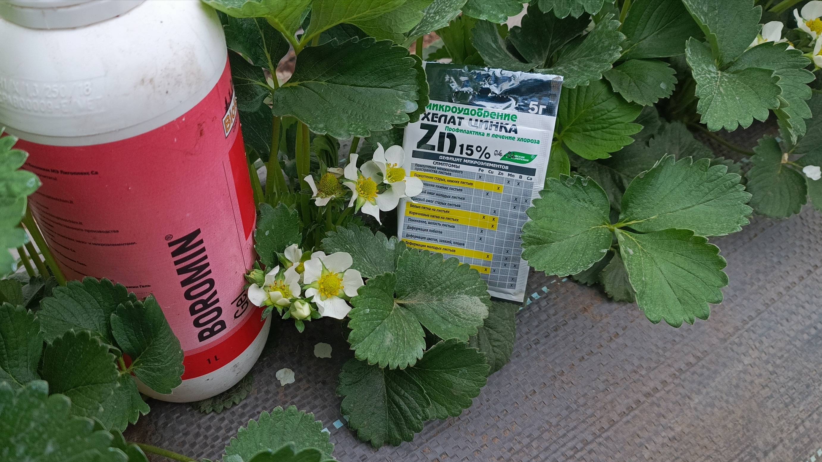 Ошибка 90% садоводов! Почему без бора и цинка клубника мельчает (проверенная схема подкормки) смотреть онлайн