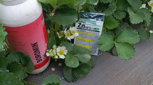 Ошибка 90% садоводов! Почему без бора и цинка клубника мельчает (проверенная схема подкормки)