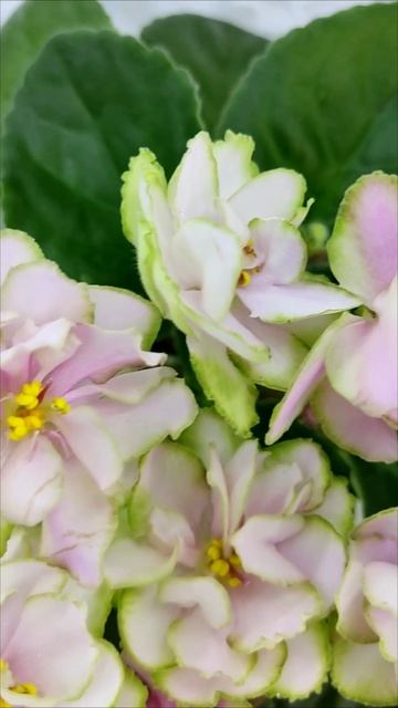 Фиалка ЕК-Танец Кувшинок