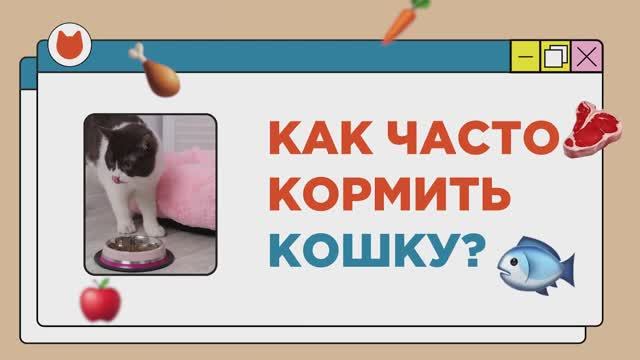 Как часто нужно кормить кошку в день смотреть онлайн