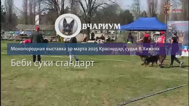 БЕБИ СУКИ / КЧК КРАСНОДАР 30 марта`25 В.Хижняк Моно немецких овчарок