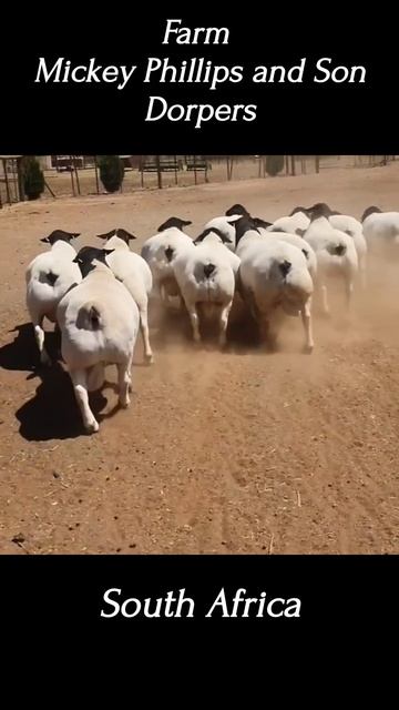 Ферма Микки Филлипс и Сын Дорперы 🇿🇦 ЮАР/ Farm Mickey Phillips and Son Dorpers🇿🇦South Africa #dorpe смотреть онлайн