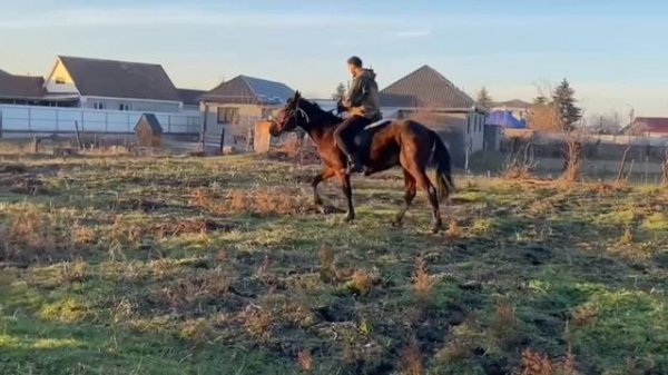 ОБУЧЕНИЕ ЛОШАДИ / кабардинская порода лошадей / M-H