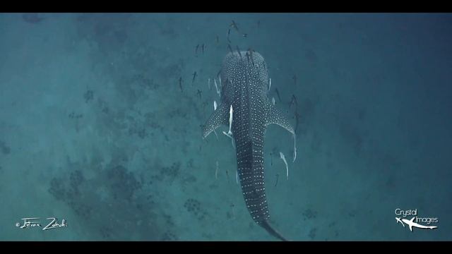 Whale Shark at Koh Tao #kohtao #whaleshark #scubadiving смотреть онлайн