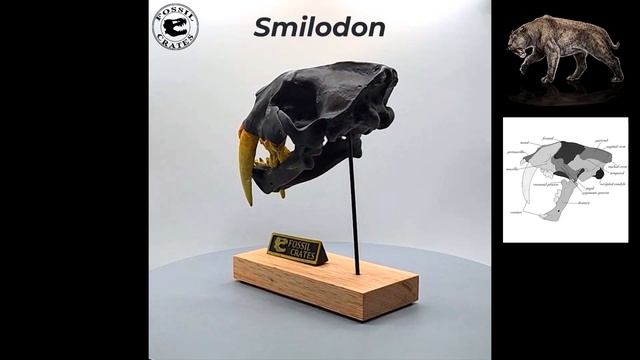 360-degree View of the Striking Smilodon Scaled Skull смотреть онлайн