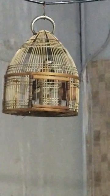 Rain Quail sounds смотреть онлайн
