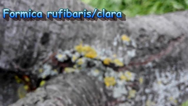 Sweet Ants - Einheimische Ameisen in der Natur смотреть онлайн