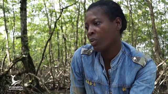 Investigando Ando La Piangua (Anadara tuberculosa) смотреть онлайн