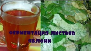 ЧАЙ ИЗ ЛИСТЬЕВ ЯБЛОНИ - ЭЛИКСИР МОЛОДОСТИ. ФЕРМЕНТАЦИЯ ЧАЯ СВОИМИ РУКАМИ