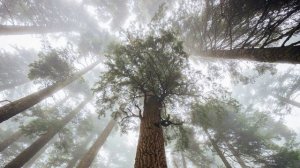 Музыка релакс успокаивающая нервную систему слушать поочередно