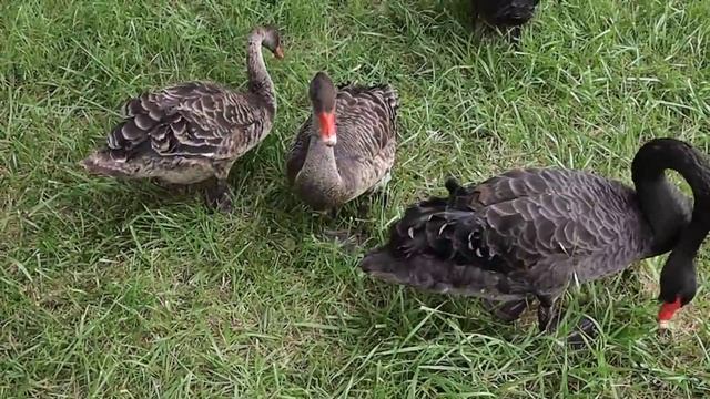 Black swans feeding смотреть онлайн
