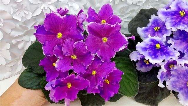 Фиалки Dn-Cherchez la Femme и Dn-Огни Бродвея