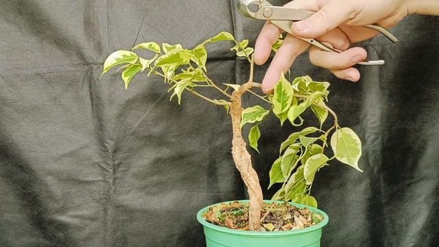 √4 фикус 126 (Бонсай)