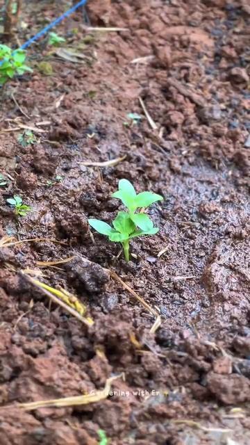 Transplanting Sunflower Seedlings and Eat Dragon Fruit #gardening #harvest #berkebun смотреть онлайн