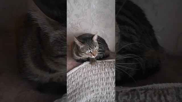 20250331_171451 смотреть онлайн
