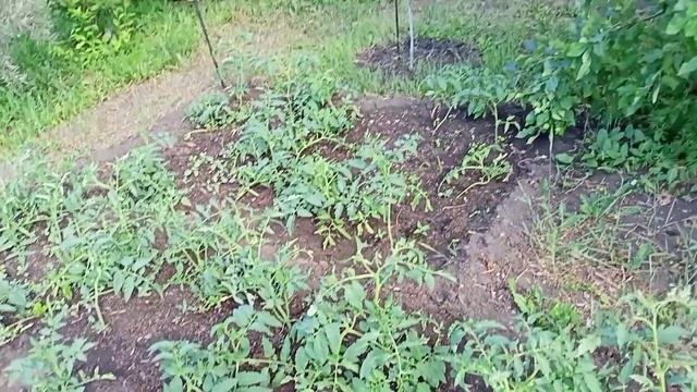 Классная дача в начале июня, часть 4 смотреть онлайн