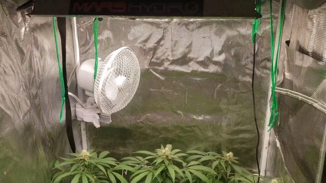 Mars hydro 2x2 tent & Ts1000 flower update day 32 episode #10 смотреть онлайн