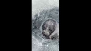 Ученые подсчитали популяцию нерп на Байкале