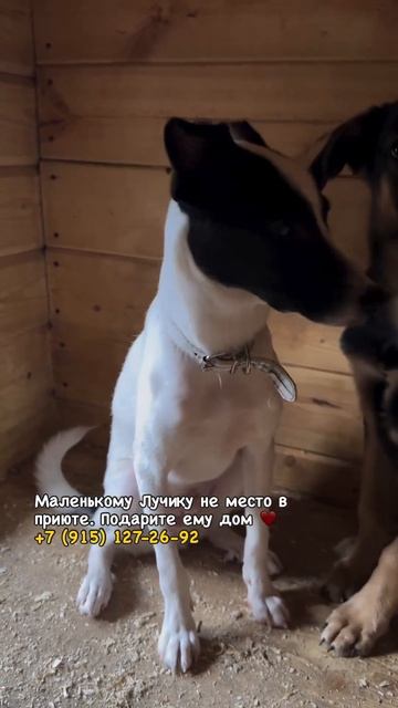 Ищем дом для малыша Лучика из приюта для собак Щербинка (Москва, Бутово, Подольск) смотреть онлайн