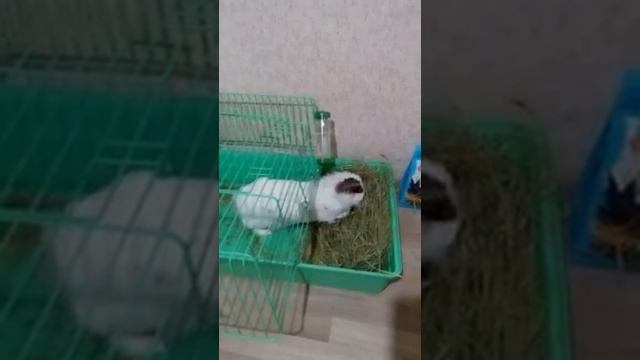 Один обед на двоих смотреть онлайн