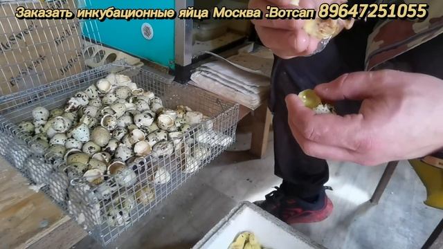 Шок! , перегрев яиц , ранний вылуп на 16 день! Итог инкубации)) смотреть онлайн