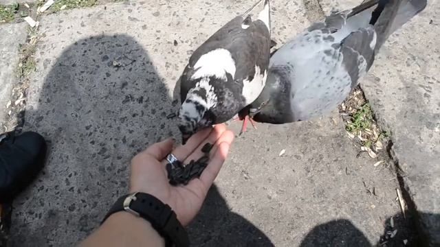 Голуби вокруг нас смотреть онлайн