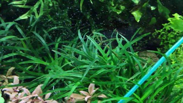 Аквариум с растениями 600л смотреть онлайн