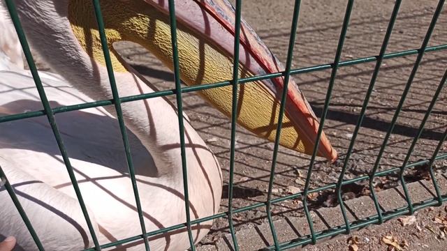 Зоопарк Баклан, Пеликаны, Павлины смотреть онлайн