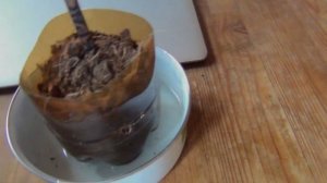 Поливы саженцев винограда. Перелив? Недолив? Норма?