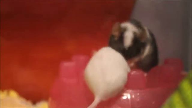 The Great Toilet Paper Fight смотреть онлайн