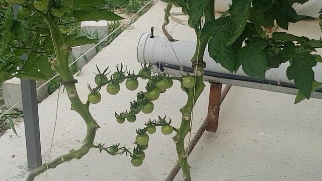 topraksız tarım domates serası 50.gün (perlit) - hydroponics смотреть онлайн