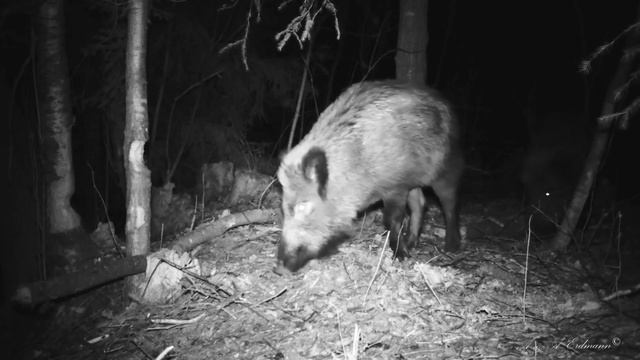 TRAIL CAMERAS IN THE WOODS Кабаны вместо бобров )) смотреть онлайн