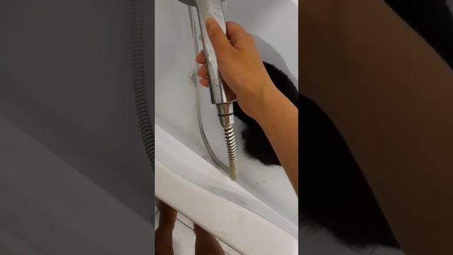 кот, который любит купаться