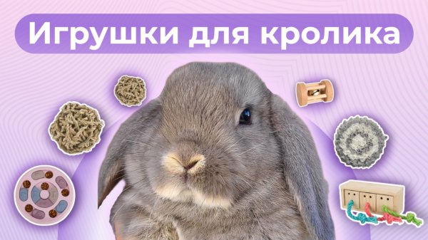ЭТИ ИГРУШКИ нравятся КРОЛИКАМ / КАК играть С КРОЛИКОМ? КАК отучить кролика ГРЫЗТЬ мебель?