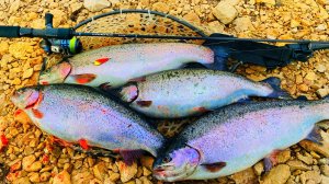 ПАЛЬ ЛОВИТ ФОРЕЛЬ 100% Рыбалка на спиннинг Ловля форели ТРИАЛ Русская рыбалка