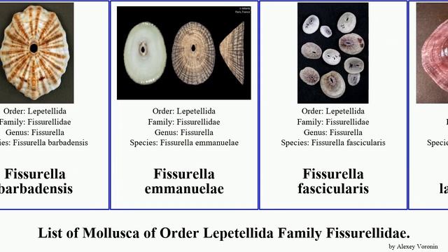 List of Mollusca of Order Lepetellida Family Fissurellidae. diodora fissurella emarginula scutus смотреть онлайн