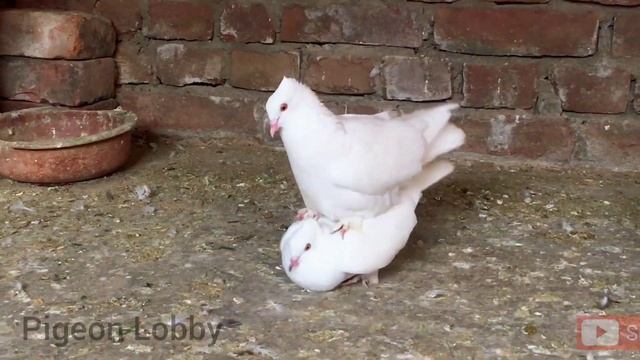 Pigeon Mating Scene || High Flyer Pigeons Breeding Season || White Pigeon смотреть онлайн