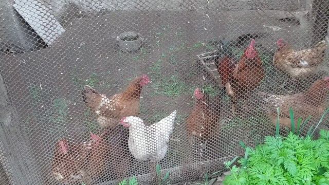 крыша и огород часть 3 смотреть онлайн