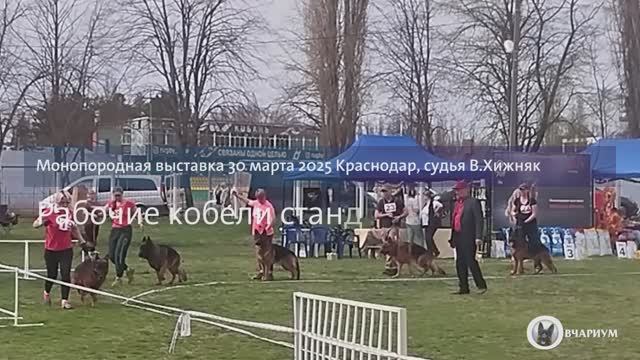 РАБОЧИЙ КОБЕЛИ 1 / КЧК КРАСНОДАР 30 марта`25 В.Хижняк Моно немецких овчарок