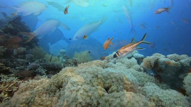 Marine Life, Amazing Underwater 4K Scenic Video And Relaxing Piano Music