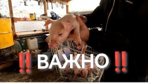 ‼️ВАЖНО‼️Заряжаем батарейки поросятам и закладываем фундамент РОСТА свиней