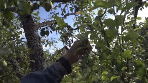 Омолаживающая обрезка старой груши. Шаг 3 й. Коррекция в августе. Зарастание спилов