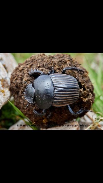 Escarabajo Pelotero смотреть онлайн
